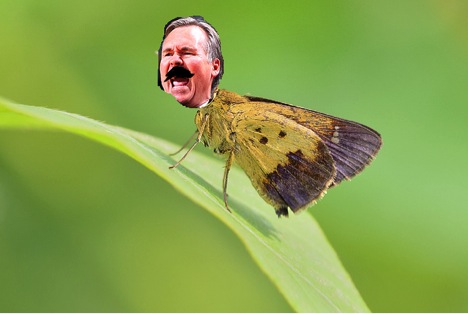 mike danoni butterfly