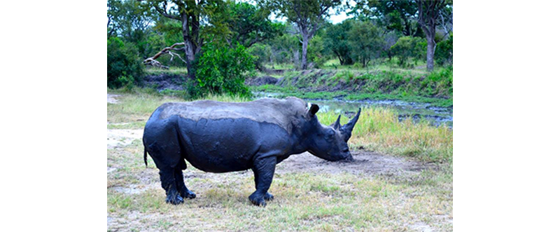 rhino south africa